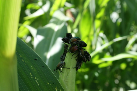 Popilia japonica - danni su mais (DISAFA) (15)